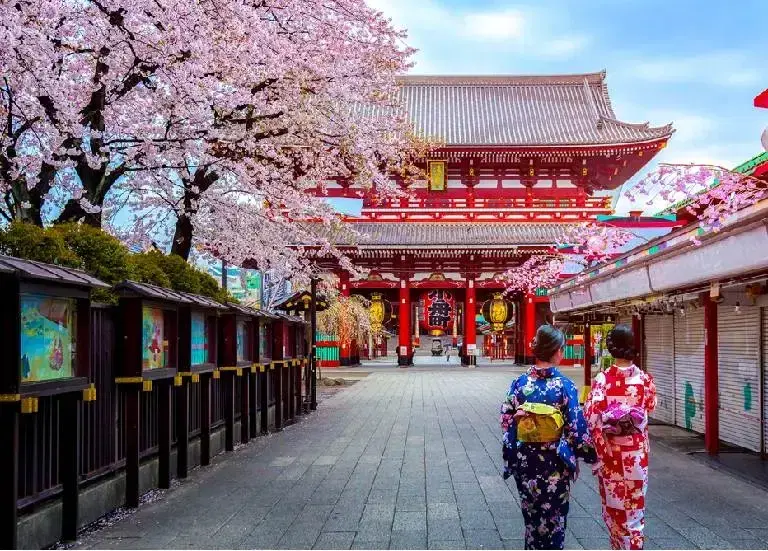 Cherry blossoms framing a traditional Japanese temple